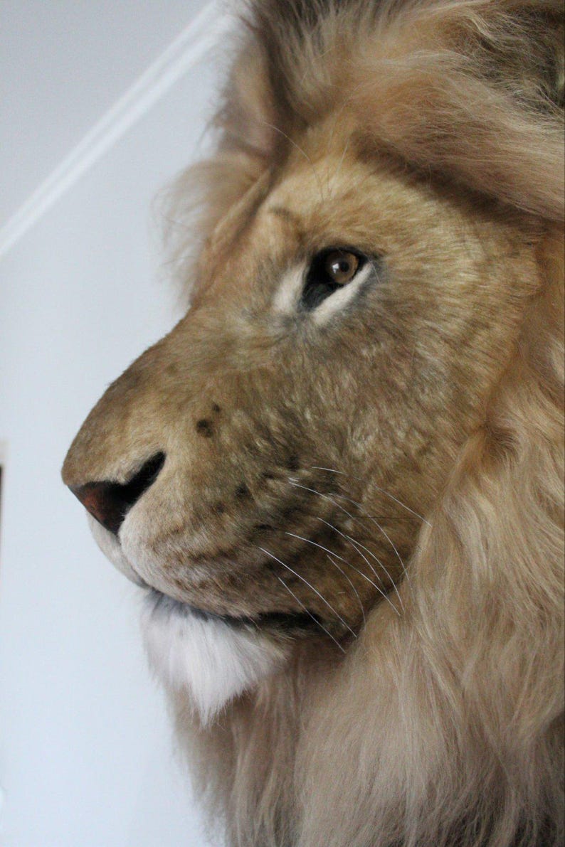 Lion Head Faux Fur Wall Mount: Safari Decorations image 2