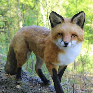 Fox Realistic Plush  Handmade Soft Toy for Wildlife Lovers and Rustic Decor