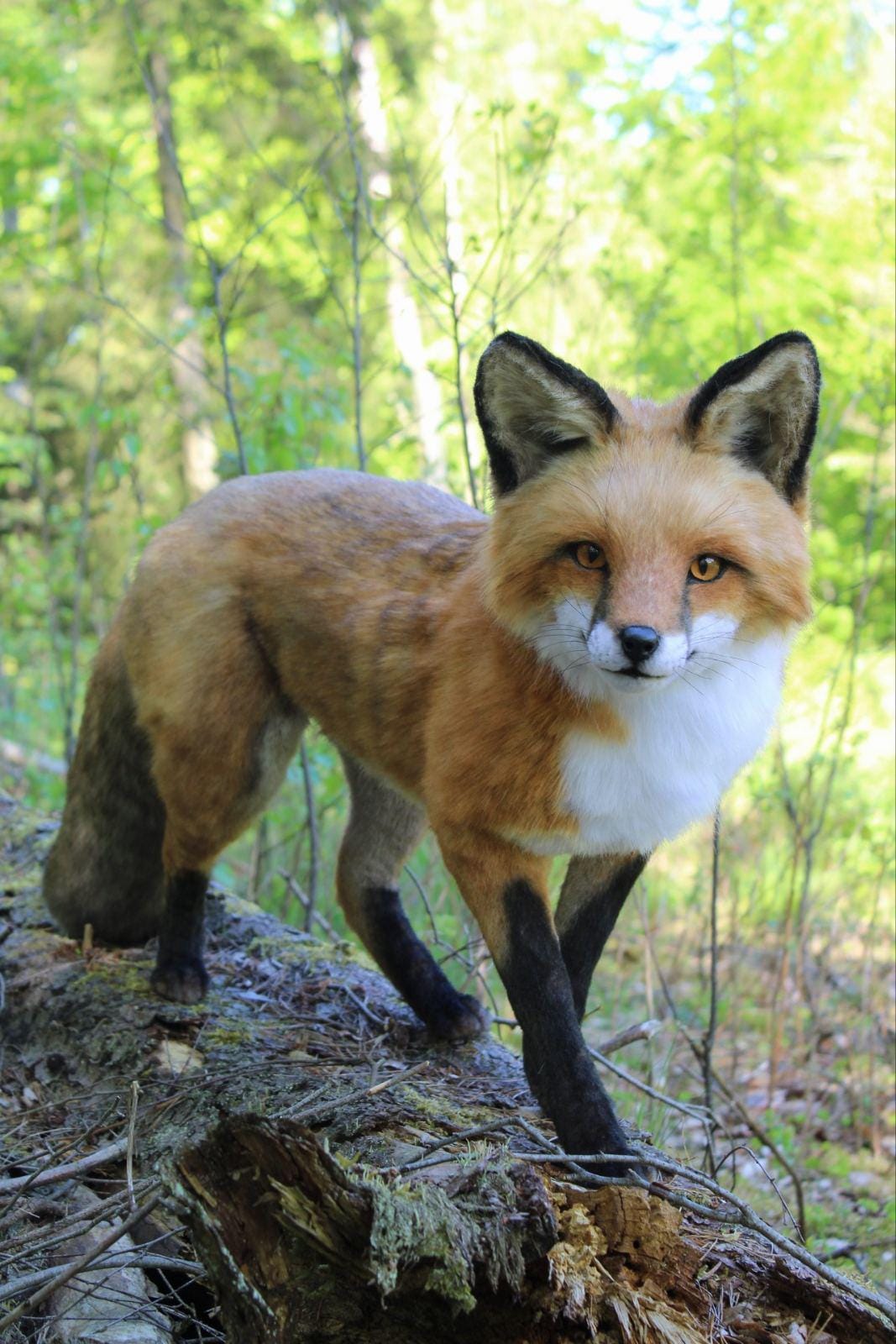 野生動物愛好家や素朴なインテリアに最適な、キツネのリアルな