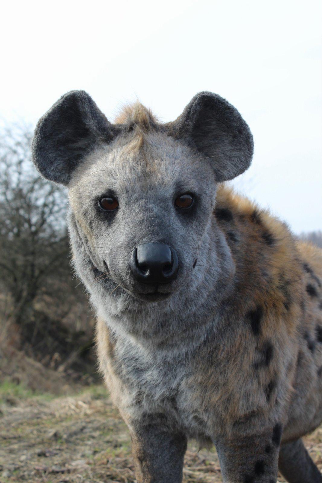 リアルなブチハイエナのぬいぐるみ - 手作りの可動式アートドール