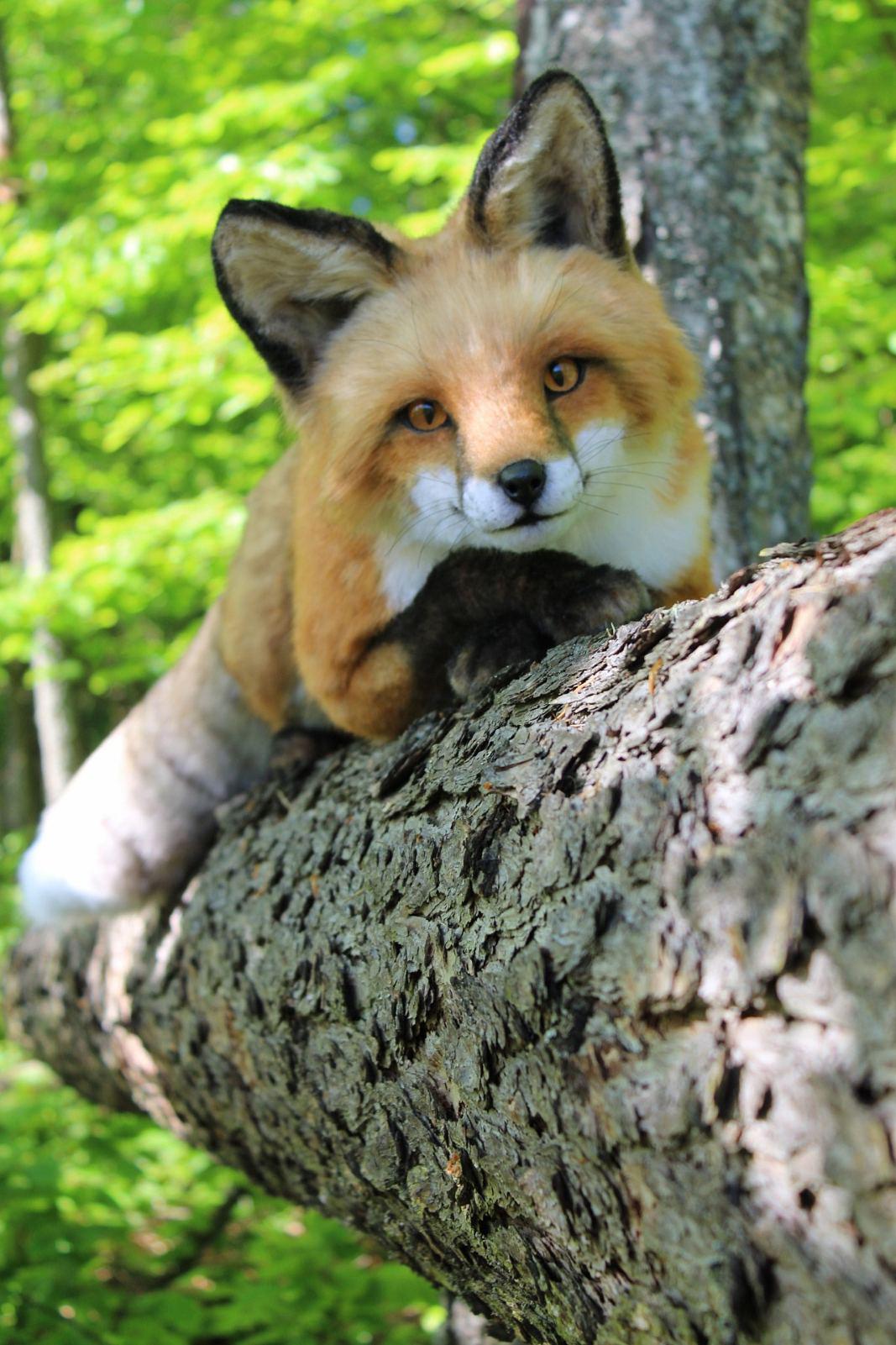 Fox Realistic Plush Handmade Soft Toy for Wildlife Lovers and
