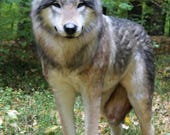 Wolf Handmade Realistic Faux Fur Wolf Replica: Lifelike Plush Sculpture