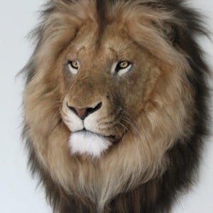Lion Head Faux Fur Wall Mount: Safari Decorations image 6
