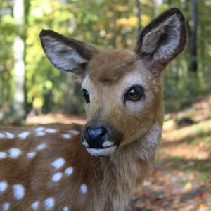 May include: A close-up of a young spotted fawn with brown fur and white spots. The fawn is looking to the right of the frame with its head tilted slightly. The background is a blurred out forest.