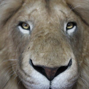 Lion Head Faux Fur Wall Mount: Safari Decorations image 8