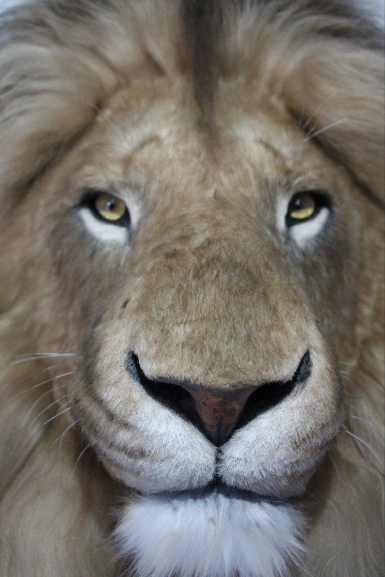 Lion Head Faux Fur Wall Mount: Safari Decorations image 8