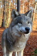 Handmade Realistic Faux Fur Wolf Replica: Lifelike Plush Sculpture