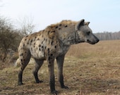 Realistic Spotted Hyena Plush – Handmade Poseable Art Doll, Wildlife Collectible Toy