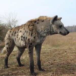 May include: A spotted hyena standing in a field of dry grass. The hyena is looking to the right of the image.
