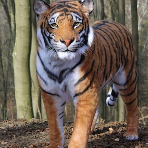 May include: A realistic tiger in a woodland environment. The tiger displays orange fur with black stripes, white patches, and a direct stare. The backdrop includes blurred trees and fallen leaves.