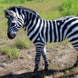May include: A black and white zebra standing in a grassy field. The zebra is facing to the left and has its head lowered.