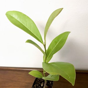 Southern Magnolia Live Tree (Magnolia grandiflora) - 2.5 Inch Pot