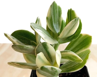 May include: A small potted succulent plant with green and white variegated leaves. The plant is in a black plastic pot with brown soil.