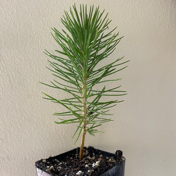 Japanese Black Pine Tree (Pinus thunbergii) - 2 inch pot