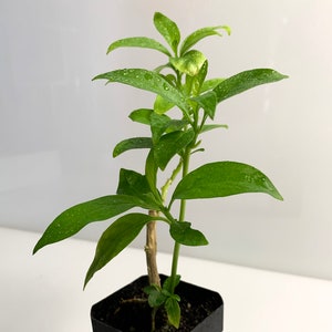 May include: A small green plant in a black square pot. The plant has multiple green leaves with water droplets on them. The stem is brown and the pot is filled with dark soil. The background is white.