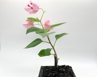 Bougainvillea 'Rosenka' Pink - 2.5 inch pot