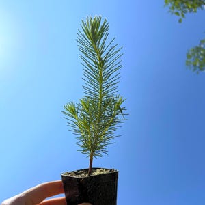 May include: A small evergreen tree seedling in a black plastic pot, held against a bright blue sky. The seedling has vibrant green needles and a slender brown trunk. The pot contains dark soil, and roots are visible.