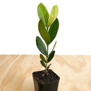 May include: A small green plant with new growth in a black square pot. The plant is sitting on a light brown wooden surface.
