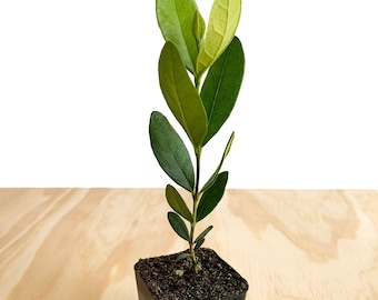 May include: A small green plant with new growth in a black square pot. The plant is sitting on a light brown wooden surface.