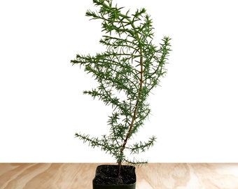 Monterey Cypress Tree (Cupressus macrocarpa) - 2 or 4 inch pot