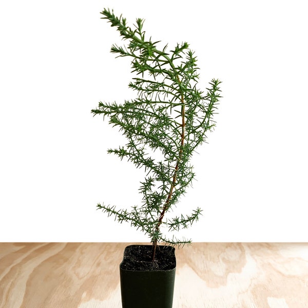 Monterey Cypress Tree (Cupressus macrocarpa) - 2 or 4 inch pot