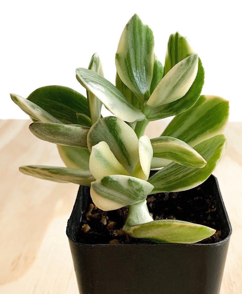 ZomoGarden Jade Plant