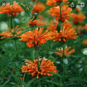 Lion's Tail Plant (Leonotis Leonurus) - 2" pot