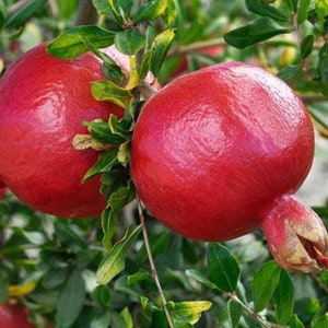 Pomegranate 'Wonderful' Tree (Punica Granatum) - 2" pot