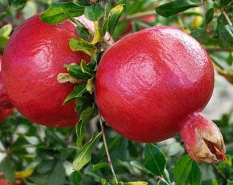 Pomegranate 'Wonderful' Tree (Punica Granatum) - 2" pot