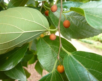 Japanese Hackberry Tree (Celtis sinensis) - 2" pot