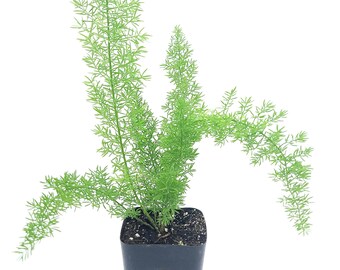 Foxtail Fern Plant (Asparagus densiflorus 'Myers') - 2 inch pot