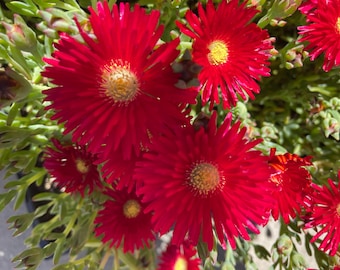 Red Ice Plant - Rooted stem