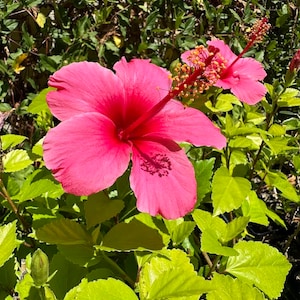 Red/Pink “Lipstick” Hibiscus (Hibiscus rosa-sinensis) - 2 inch pot