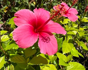 May include: Close-up of vibrant pink hibiscus flowers with prominent stamens, set against a backdrop of lush green foliage. The petals are a deep pink hue, with a darker center. The leaves are a bright green color.
