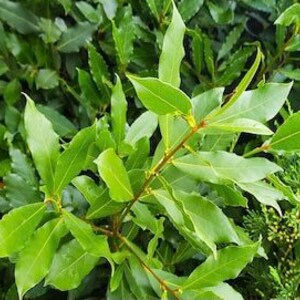 May include: Close-up of a branch of green bay leaves. The leaves are glossy and have a slightly pointed shape.