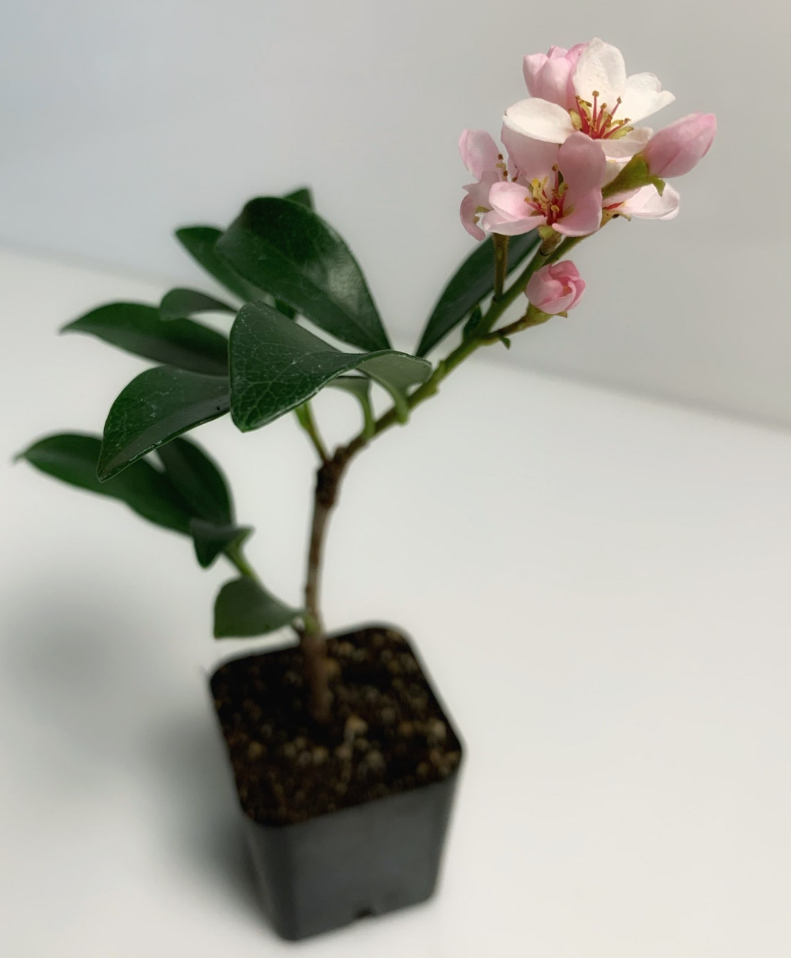 Clara Indian Hawthorn rhaphiolepis Indica 2 Inch Pot Etsy