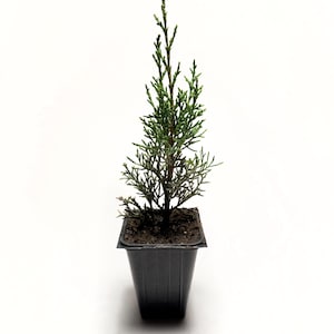 Blue Italian Cypress Live Tree (Cupressus sempervirens &#39;Gluaca&#39;) - 2.5 Inch Pot