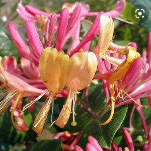 Gold Flame Honeysuckle (Lonicera heckrottii) - 2 inch pot