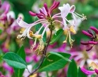 Purple Leaf Japanese Honeysuckle (Lonicera japonica 'Purpurea')  - 2.5" pot