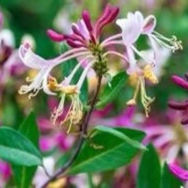 Purple Leaf Japanese Honeysuckle (Lonicera japonica 'Purpurea')  - 2.5" pot