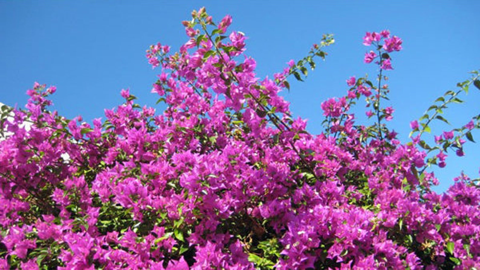 Bougainvillea ‘New River Purple’ 2.5 inch pot | Etsy