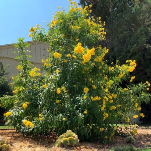 Tecoma Stans &quot;Yellow Bells&quot; Seeds