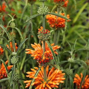 Lion&#39;s Tail Plant (Leonotis Leonurus) - 2.5 Inch Pot