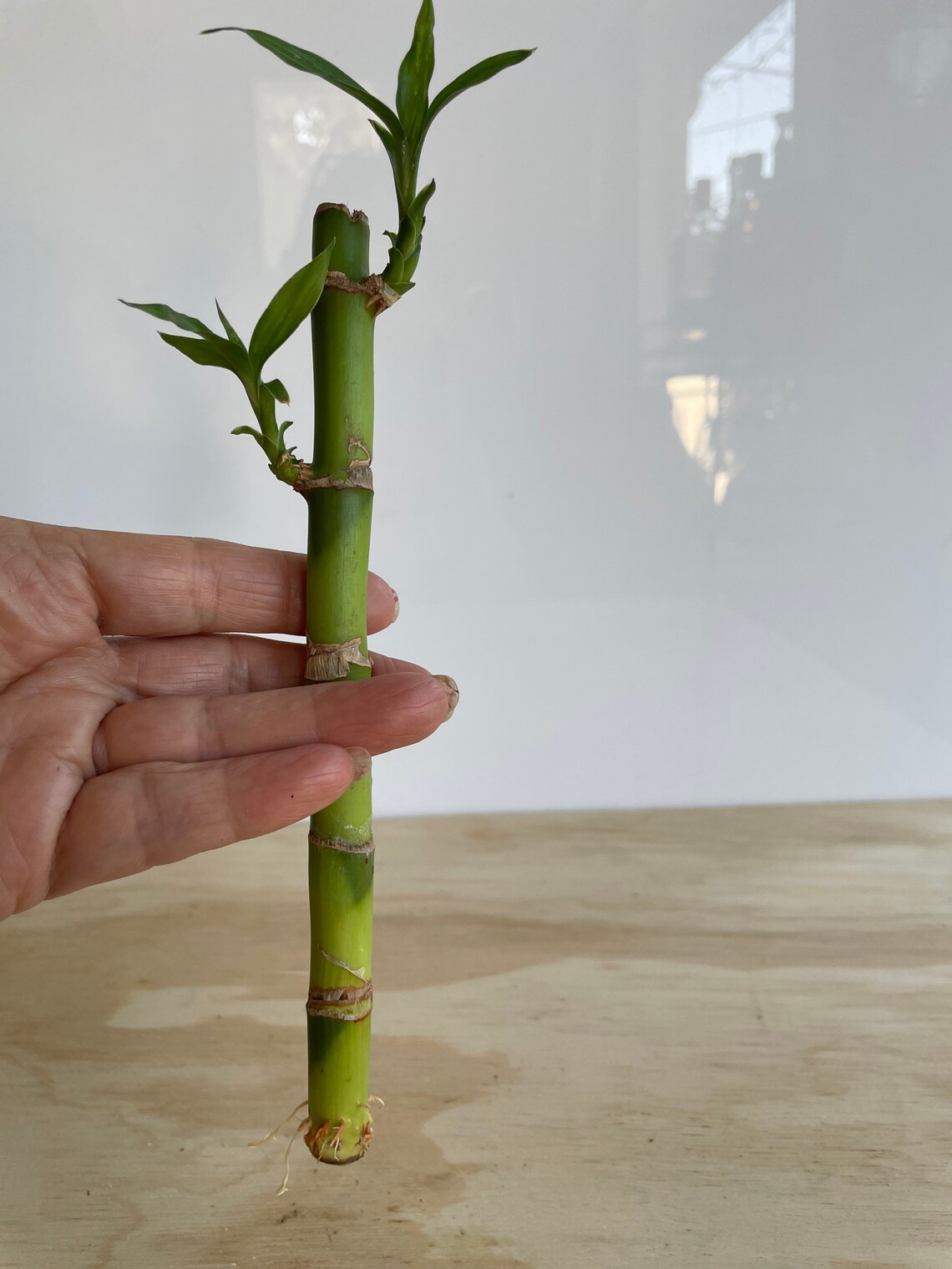 Lucky Bamboo Plant rooted cutting Etsy