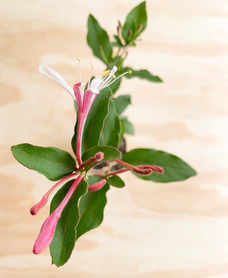 Purple Leaf Japanese Honeysuckle Lonicera japonica 'Purpurea' 2.5 pot image 3