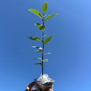 Bay Laurel Live Plant (Laurus nobilis) - 2.5 Inch Pot image 1