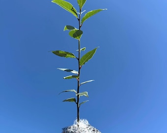 Bay Laurel Live Plant (Laurus nobilis) - 2.5 Inch Pot