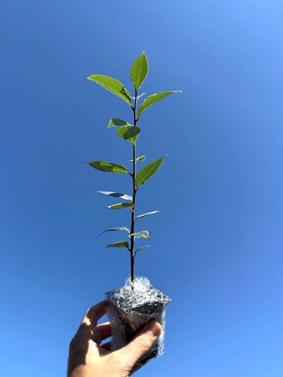 Bay Laurel Live Plant (Laurus nobilis) - 2.5 Inch Pot