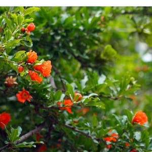 Dwarf Pomegranate Tree (Punica Granatum Nana) 8 to 12 inches tall - 2 inch pot