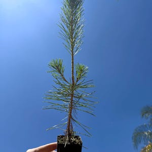 Japanese Black Pine Live Tree (Pinus thunbergii) - 2.5 Inch Pot